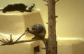 gray woolly monkey Vintage A4 Photo Print