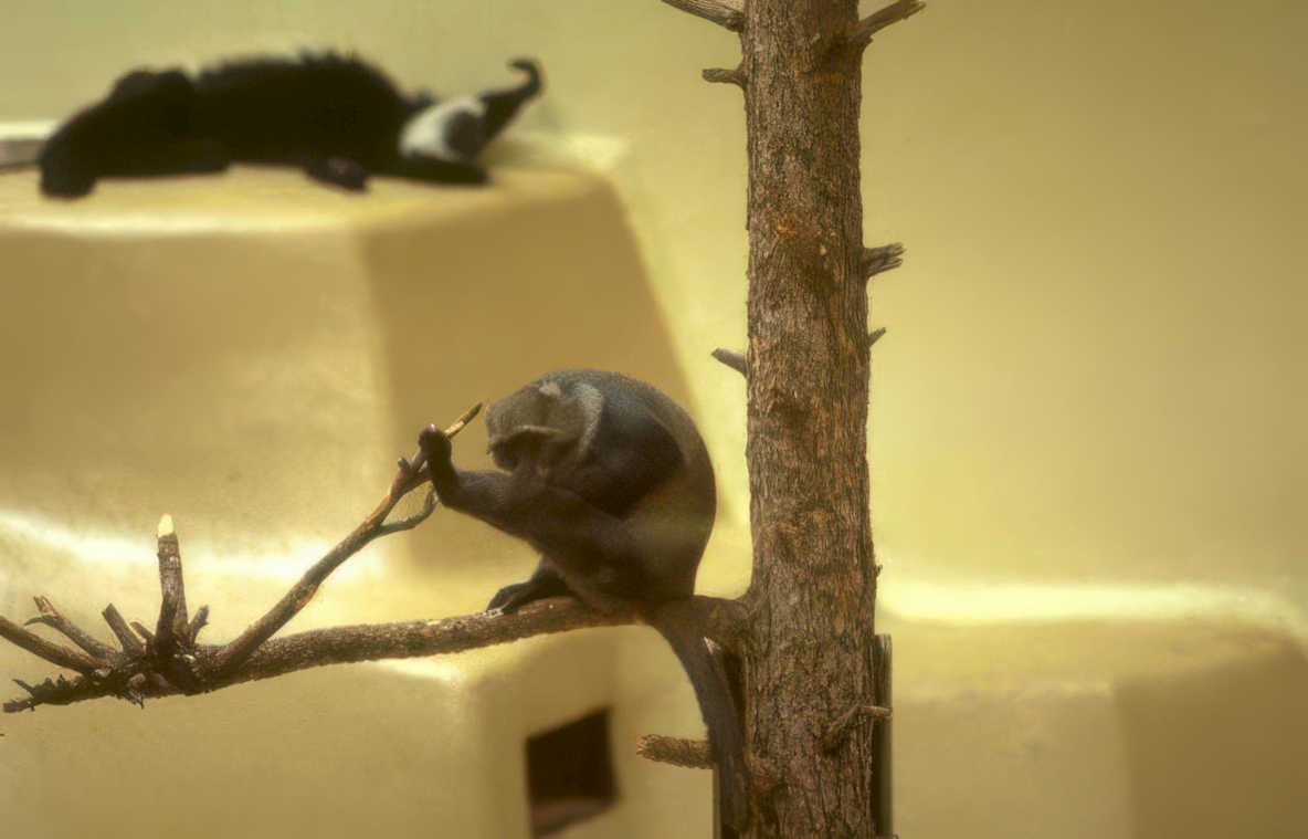 gray woolly monkey Vintage A4 Photo Print