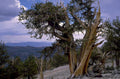 great basin juniper 1980s 1990s A4 Photo Print