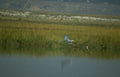 great blue heron 2 GIGA 2
