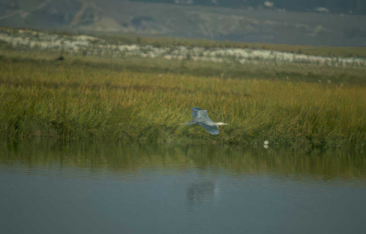 great blue heron 2 GIGA 2