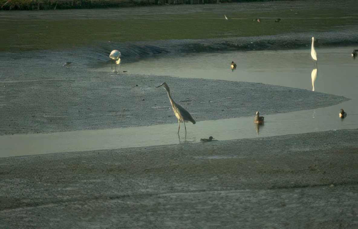 great blue heron 2 Vintage A4 Photo Print
