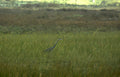 great blue heron 3 Vintage A4 Photo Print