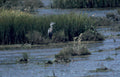 great blue heron 5 GIGA 2