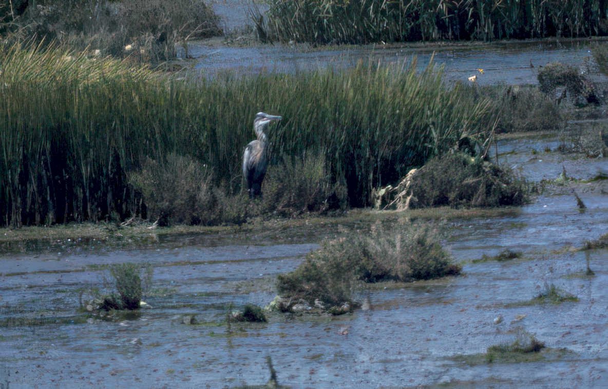 great blue heron 5 GIGA 2