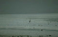 great blue heron 5 Vintage A4 Photo Print