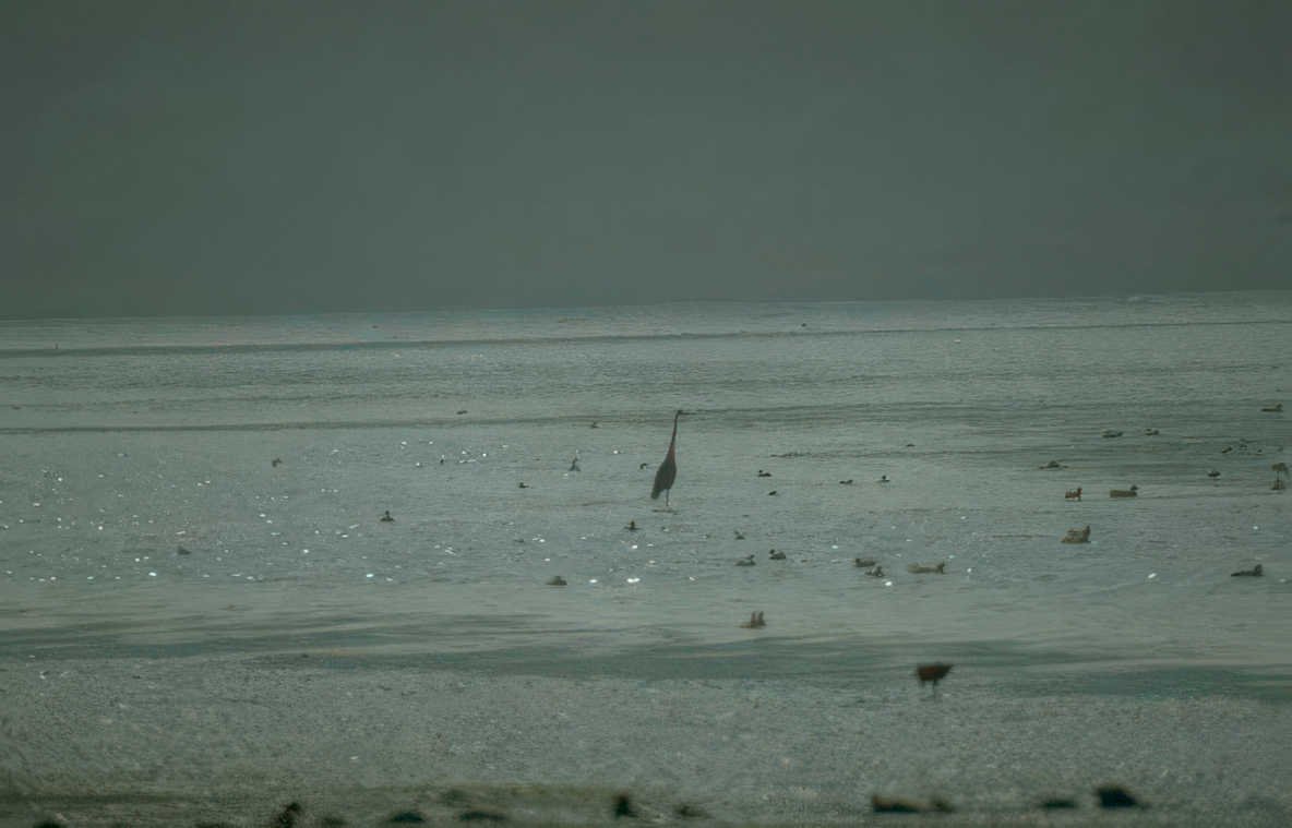 great blue heron 5 Vintage A4 Photo Print