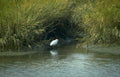 great egret estuary Vintage A4 Photo Print