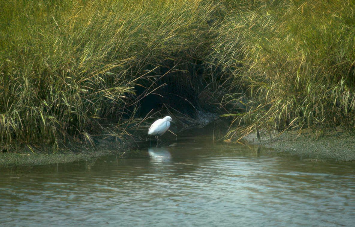 great egret estuary Vintage A4 Photo Print