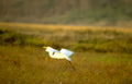 great egret everglades 1 Vintage A4 Photo Print