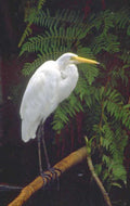 great egret everglades 1980s 1990s A4 Photo Print 42