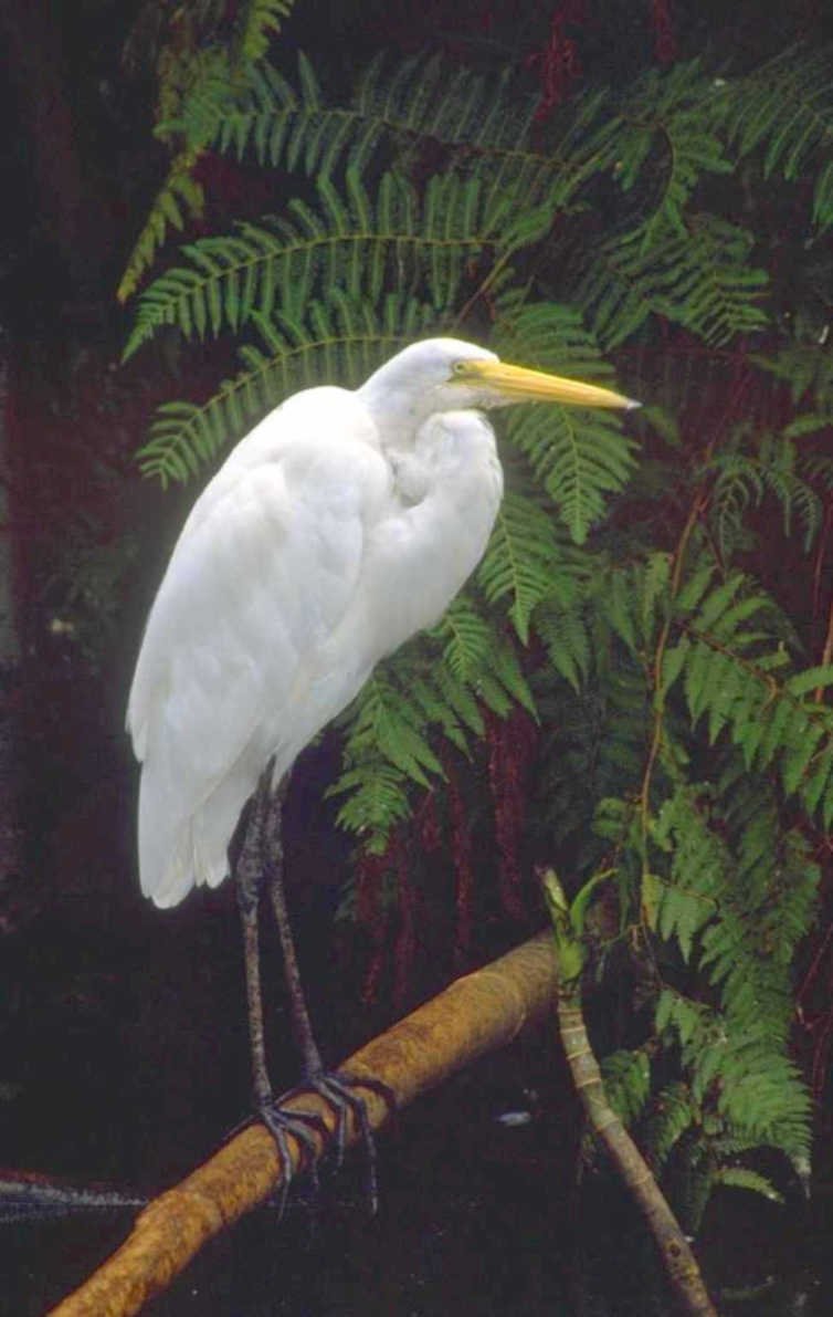 great egret everglades 1980s 1990s A4 Photo Print 42
