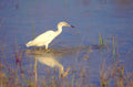 great egret everglades 1980s 1990s A4 Photo Print