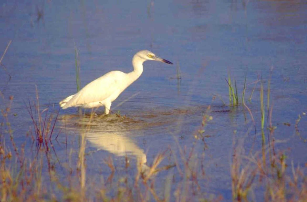 great egret everglades 1980s 1990s A4 Photo Print