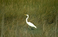 great egret everglades 2 Vintage A4 Photo Print
