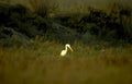 great egret everglades 3 Vintage A4 Photo Print