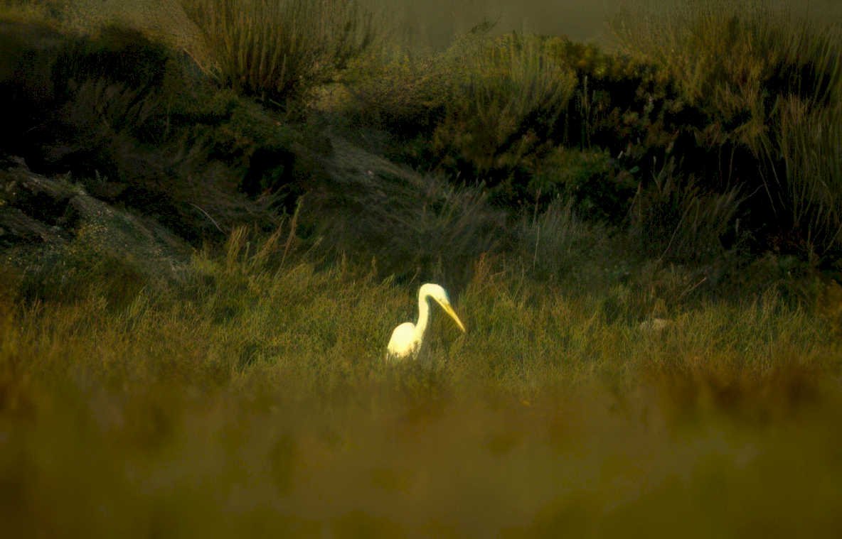 great egret everglades 3 Vintage A4 Photo Print