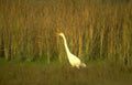 great egret everglades 4 Vintage A4 Photo Print