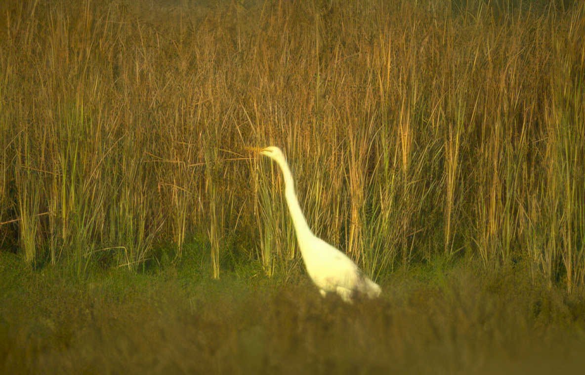 great egret everglades 4 Vintage A4 Photo Print