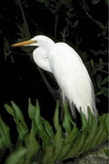 great egret everglades1980s 1990s A4 Photo Print