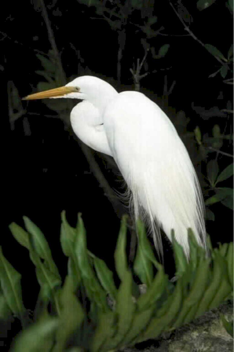 great egret everglades1980s 1990s A4 Photo Print