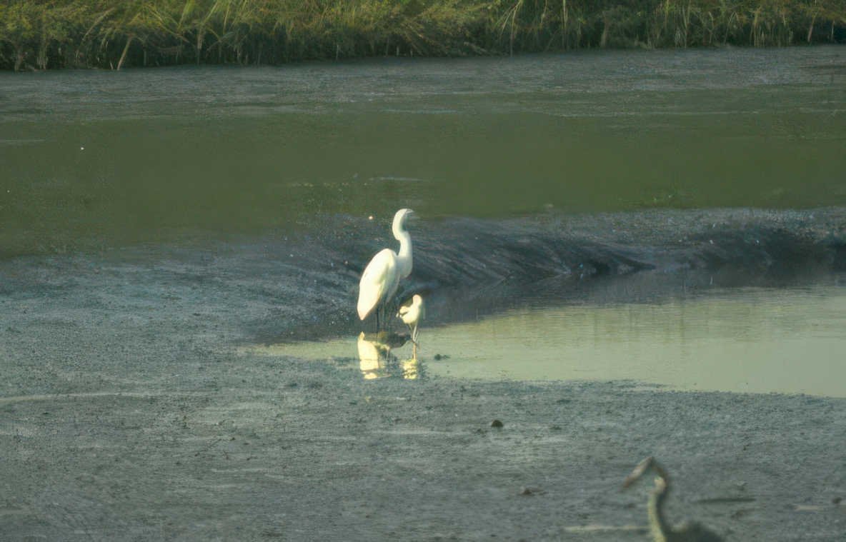 great egret family Vintage A4 Photo Print