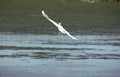 great egret flight 1 Vintage A4 Photo Print