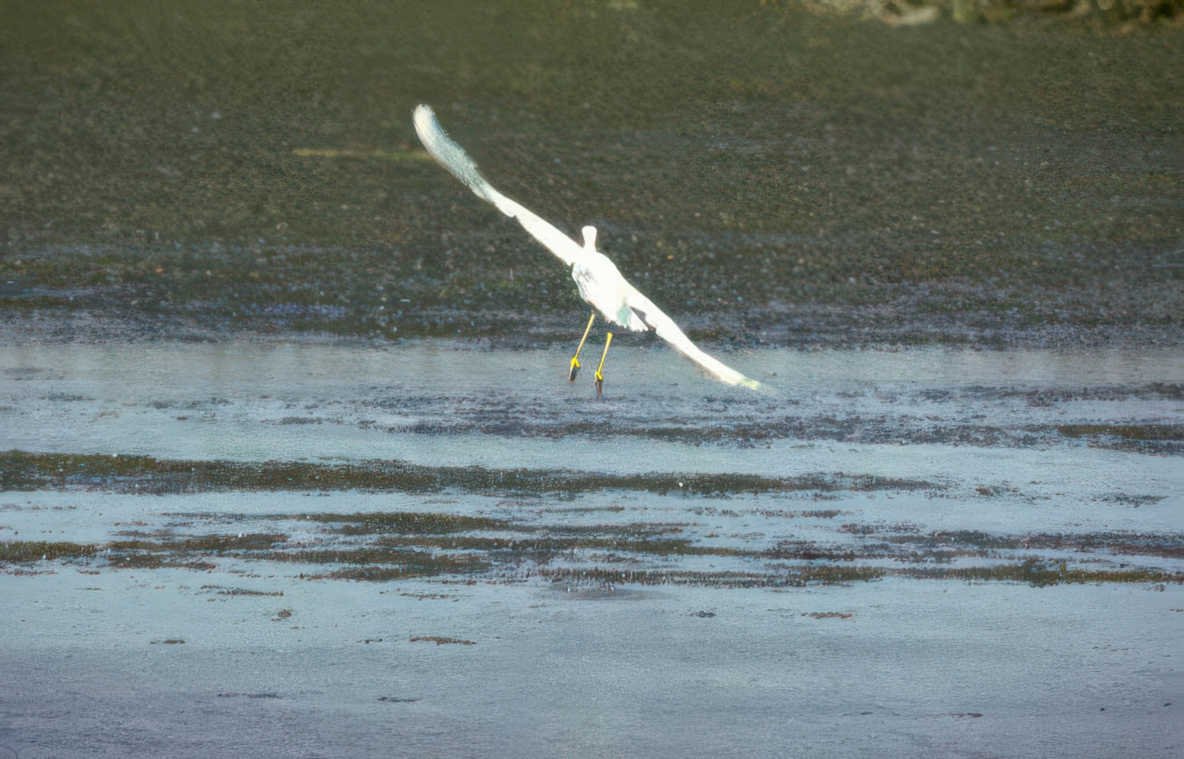 great egret flight 1 Vintage A4 Photo Print