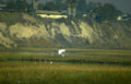 great egret flight 2 Vintage A4 Photo Print