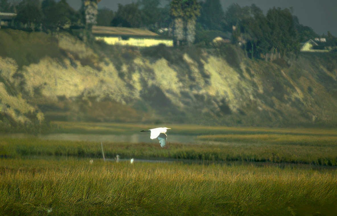 great egret flight 2 Vintage A4 Photo Print