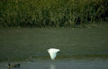 great egret flight Vintage A4 Photo Print