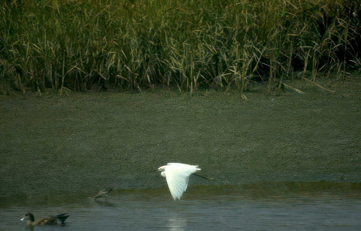 great egret flight Vintage A4 Photo Print
