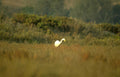 great egret golden 1 Vintage A4 Photo Print