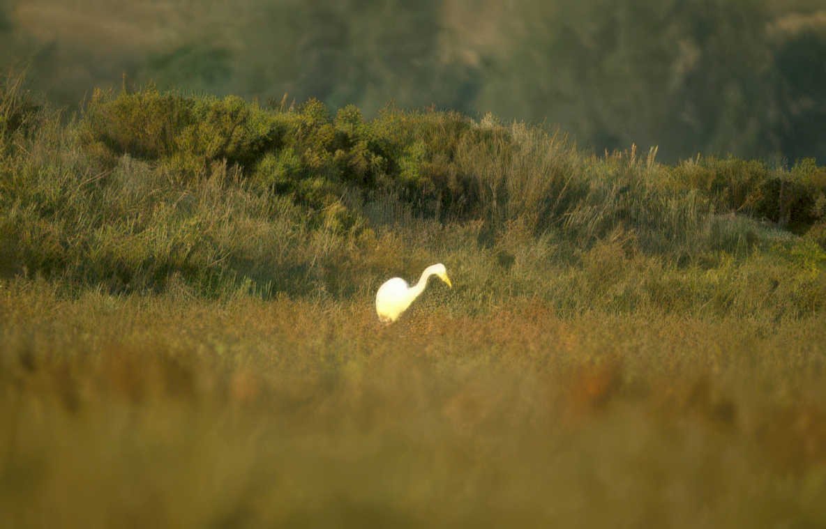 great egret golden 1 Vintage A4 Photo Print