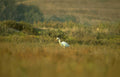 great egret golden 2 Vintage A4 Photo Print