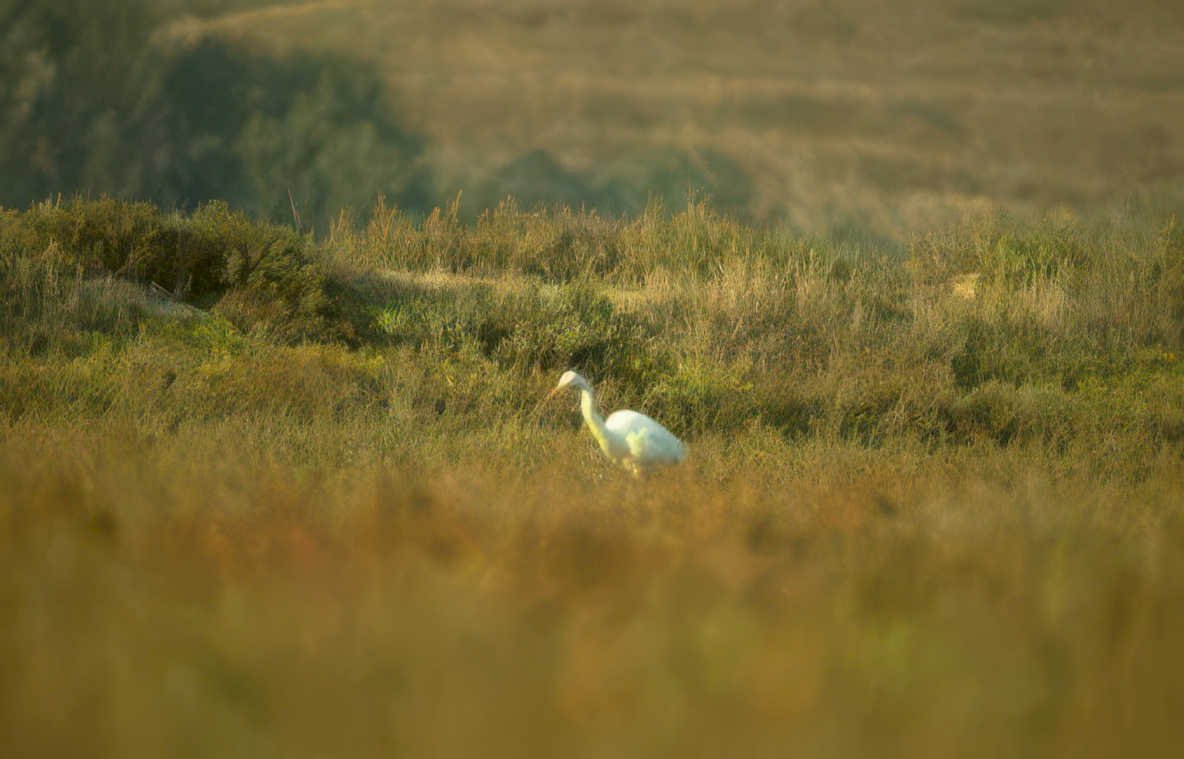 great egret golden 2 Vintage A4 Photo Print