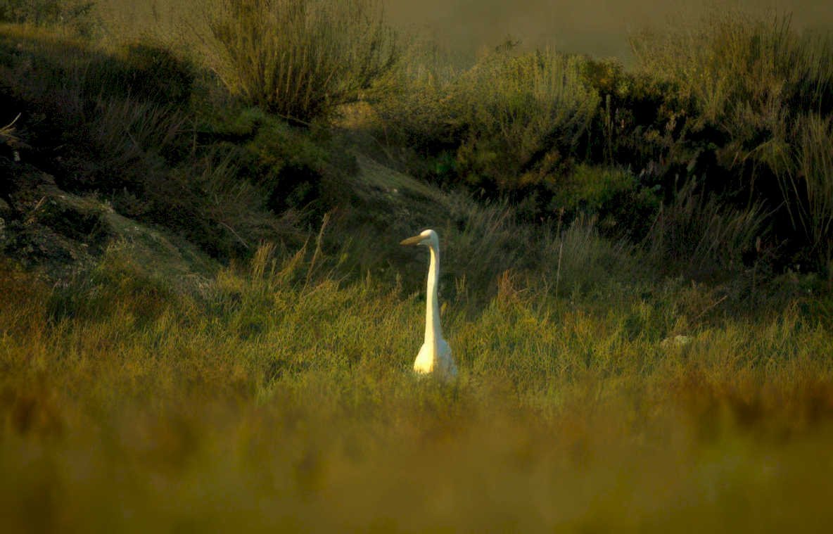 great egret golden 3 Vintage A4 Photo Print