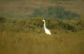 great egret golden 4 Vintage A4 Photo Print