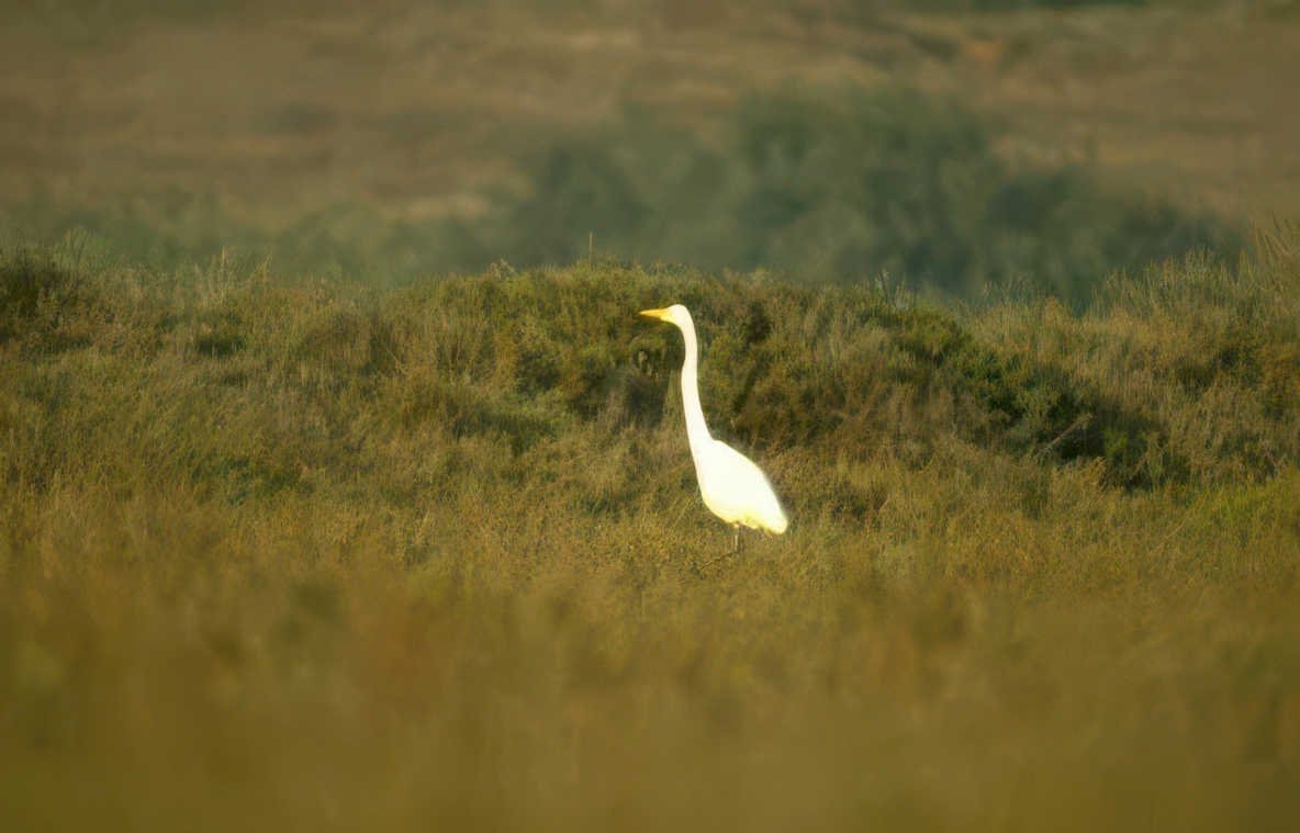 great egret golden 4 Vintage A4 Photo Print