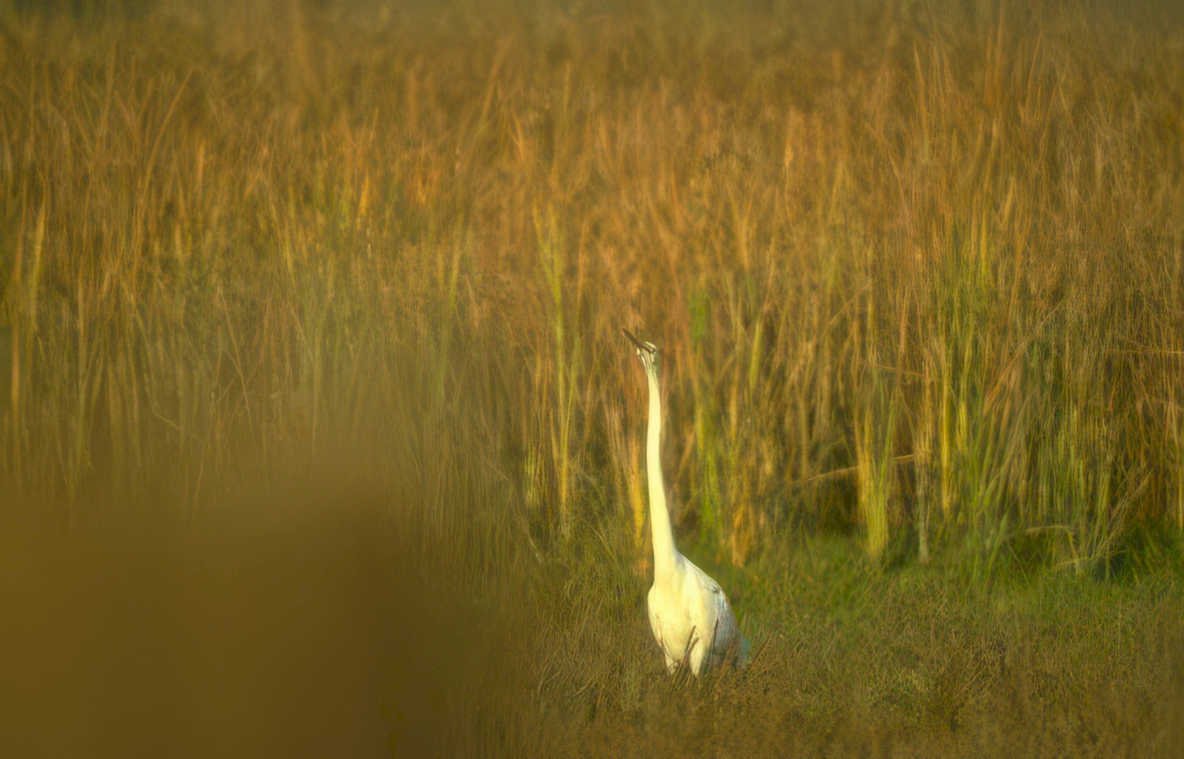 great egret golden 5 Vintage A4 Photo Print