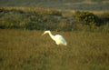 great egret golden 6 Vintage A4 Photo Print