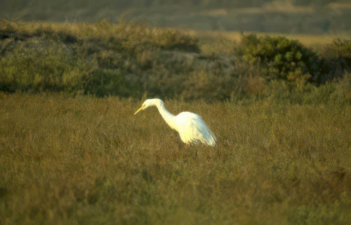 great egret golden 6 Vintage A4 Photo Print