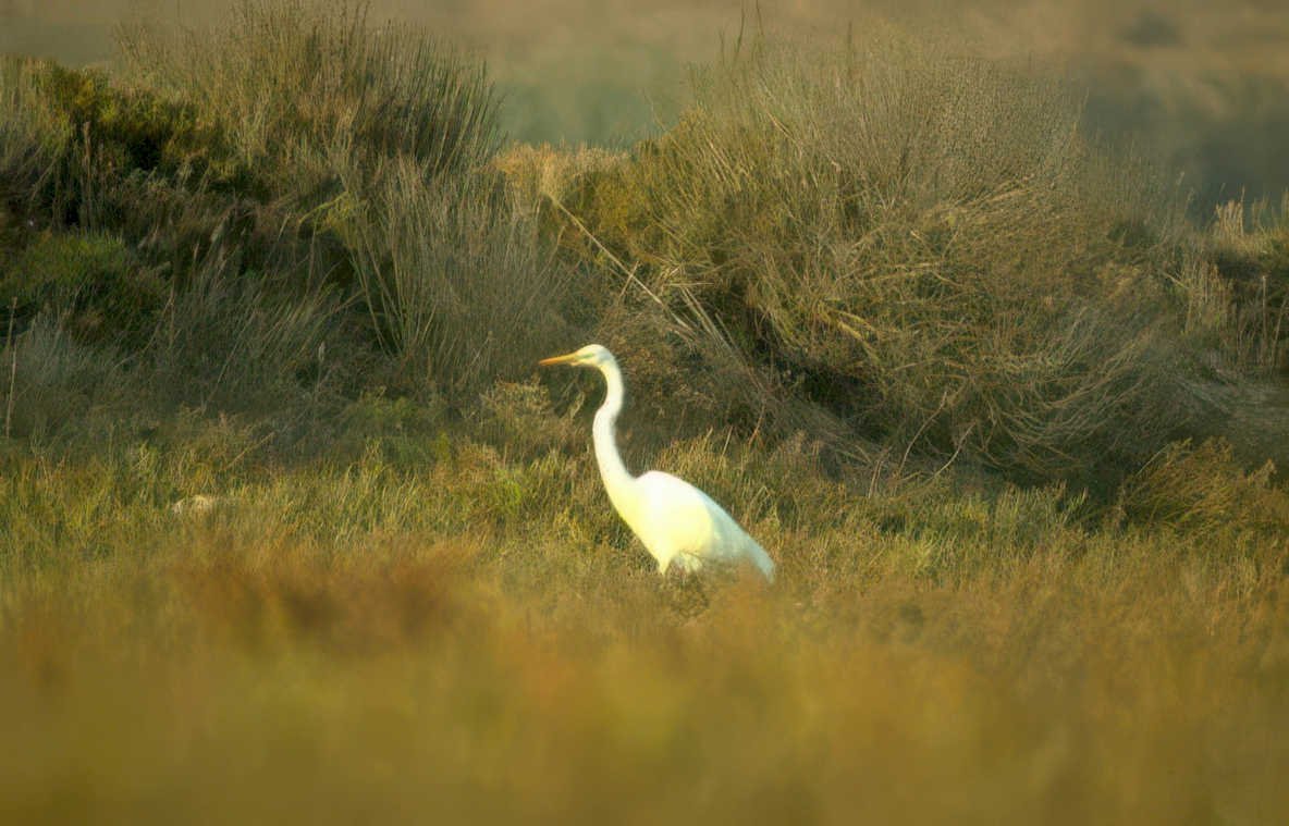 great egret golden 7 Vintage A4 Photo Print