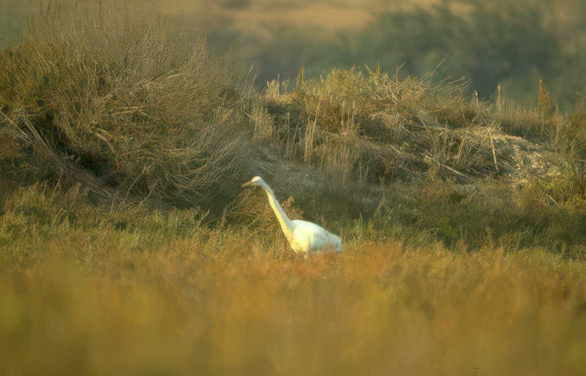great egret golden 8 Vintage A4 Photo Print