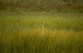 great egret grasses Vintage A4 Photo Print