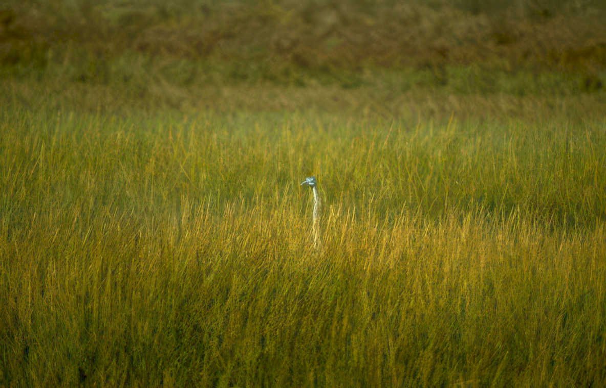 great egret grasses Vintage A4 Photo Print