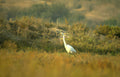 great egret marsh Vintage A4 Photo Print