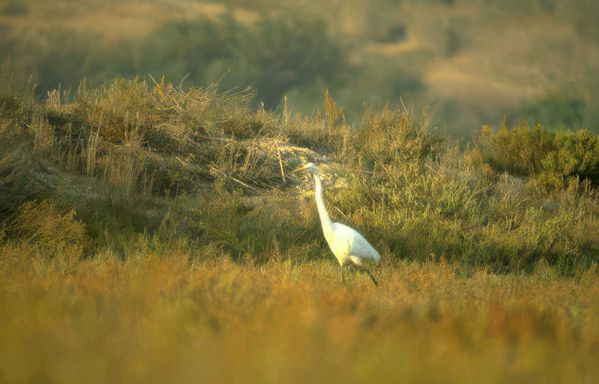 great egret marsh Vintage A4 Photo Print