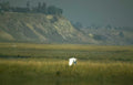 great egret marshland Vintage A4 Photo Print