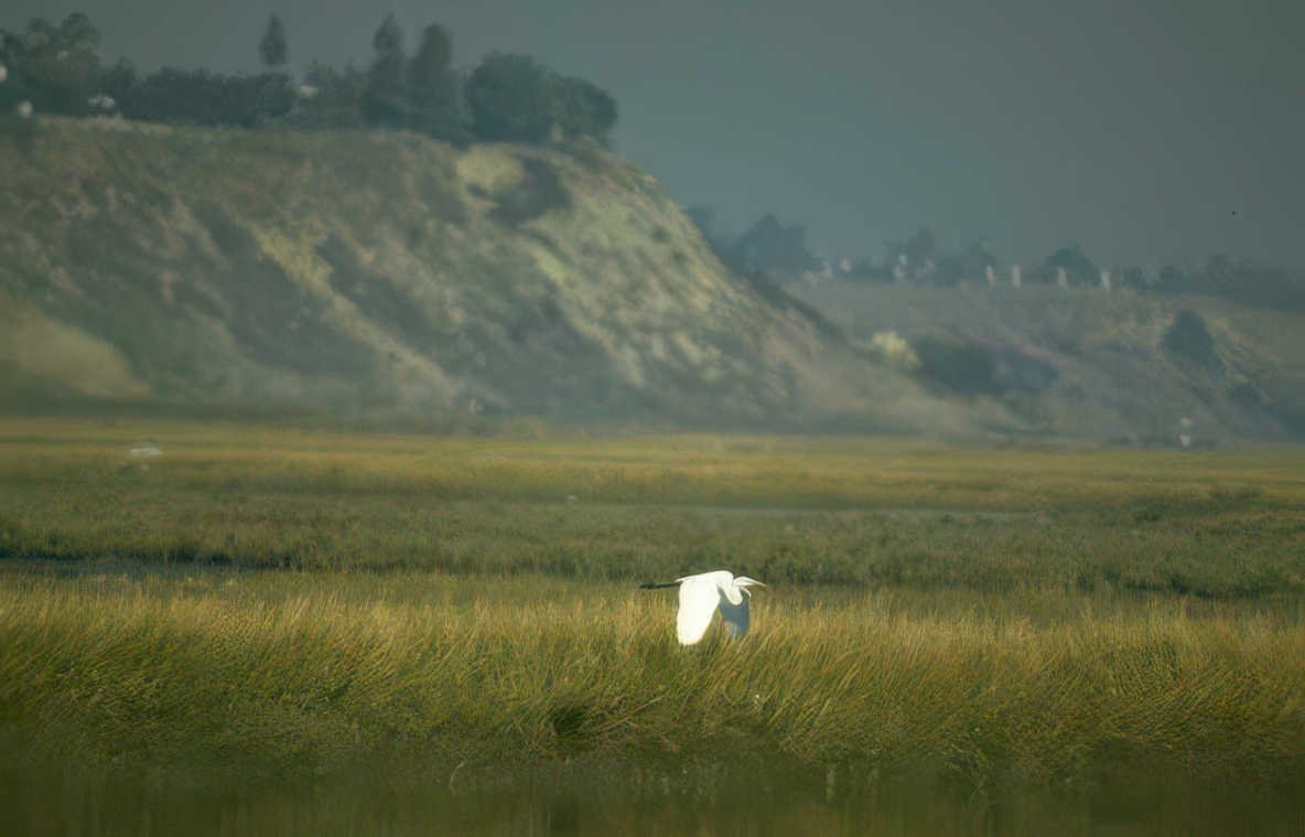 great egret marshland Vintage A4 Photo Print